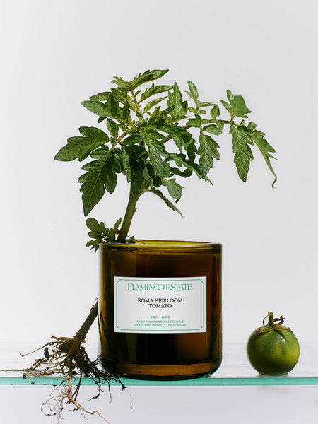 Roma Heirloom Tomato Scented Candle by Flamingo Estate.